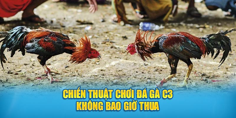 Chiến thuật chơi đá gà C3 không bao giờ thua 