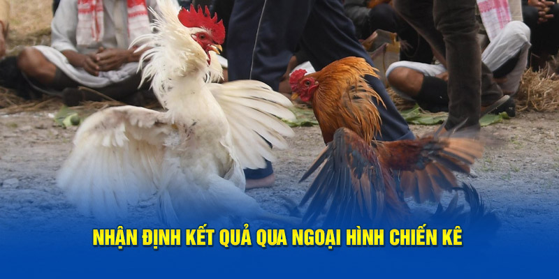 Nhận định kết quả qua ngoại hình chiến kê 