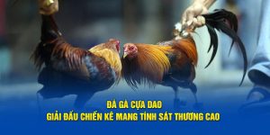 Đá gà cựa dạo giải đấu chiến kê mang tính sát thương cao Vin777