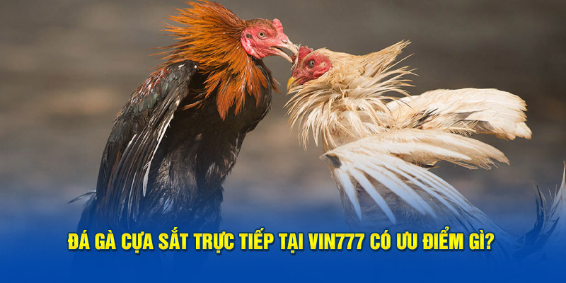 Đá gà cựa sắt trực tiếp tại Vin777 có ưu điểm gì?