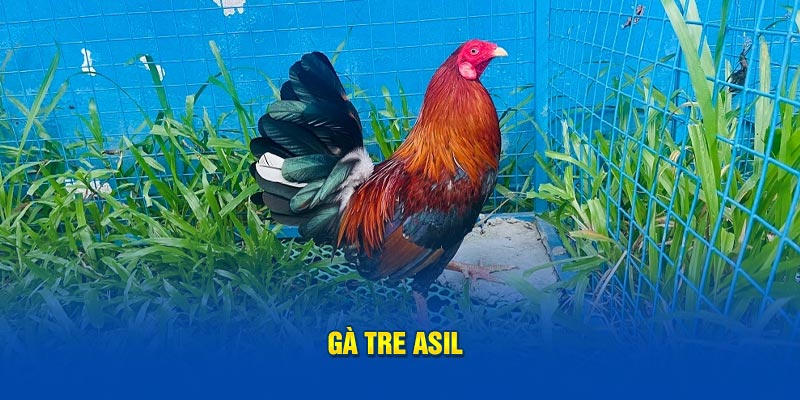 Gà tre Asil 