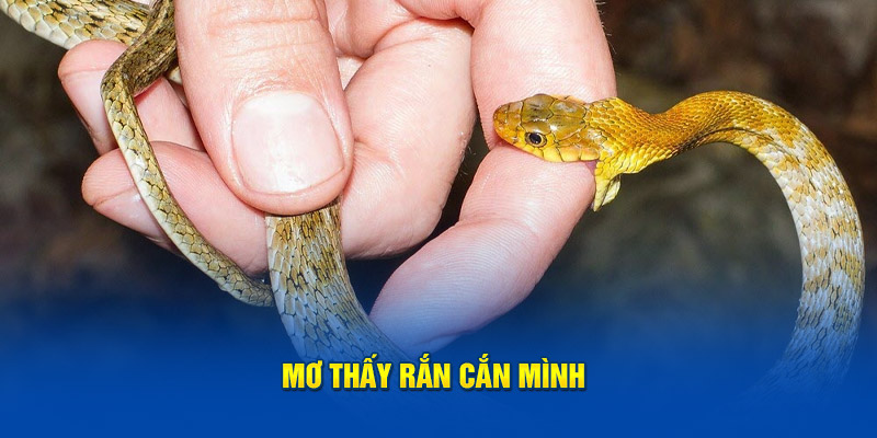 Nằm mơ thấy rắn cắn mình