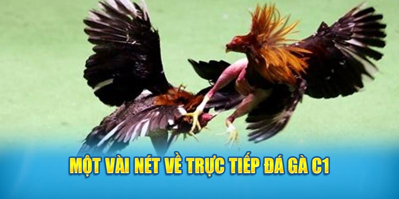 Một vài nét về trực tiếp đá gà C1  