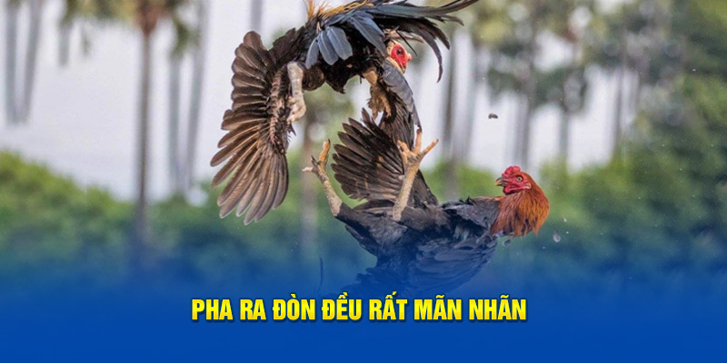 Pha ra đòn đều rất mãn nhãn 