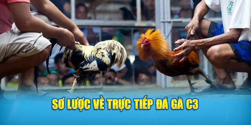 Sơ lược về trực tiếp đá gà C3 