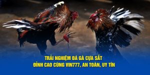 Trải nghiệm đá gà cựa sắt đỉnh cao cùng Vin777 an toàn uy tín