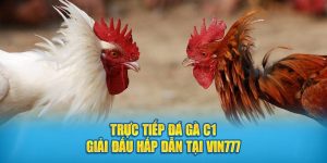 Trực tiếp đá gà C1 giải đấu hấp dẫn tại Vin777