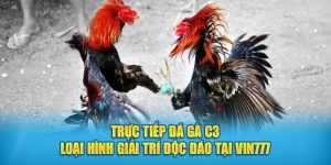 Trực tiếp đá gà C3 Vin777 loại hình giải trí độc đáo