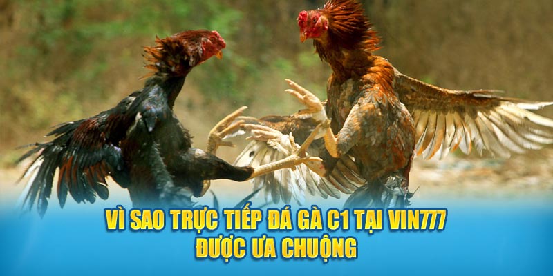 Vì sao trực tiếp đá gà C1 tại Vin777 được ưa chuộng 