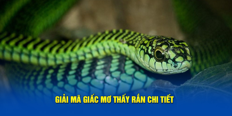 Giải mã giấc mơ thấy rắn chi tiết